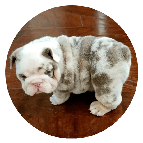 Bulldog Tri Lilac Merle