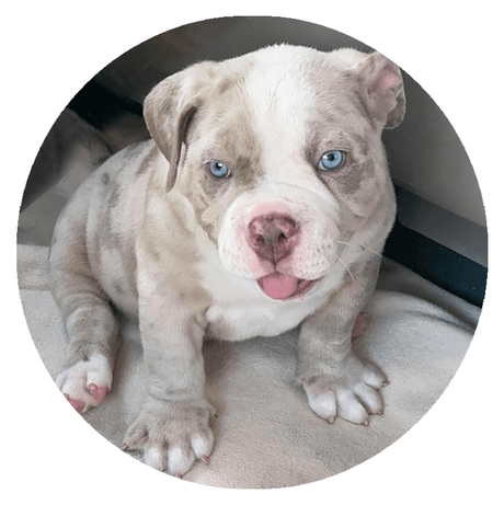 Bulldog Lilac Merle