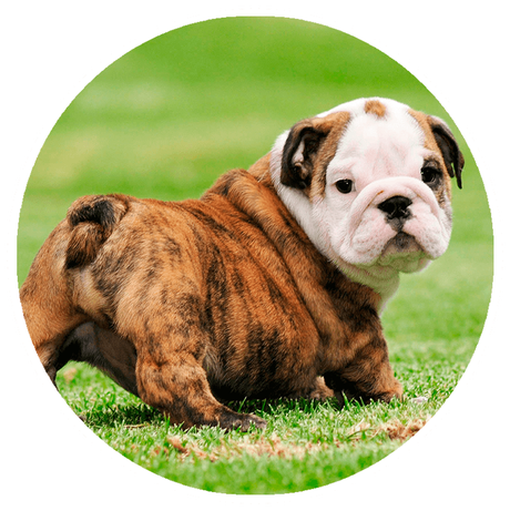 Bulldogs Blindle