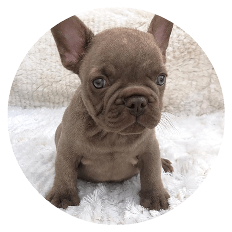 Bulldogs Chocolate Isabela