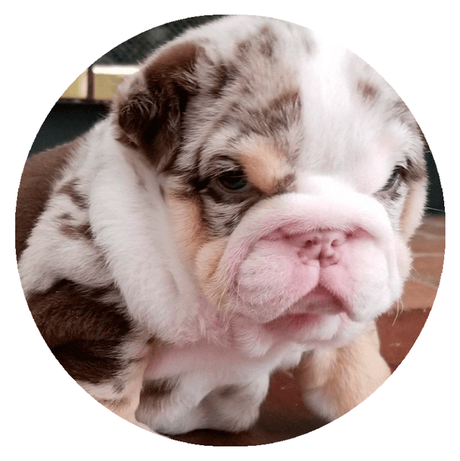 Bulldogs Chocolate Tri Merle