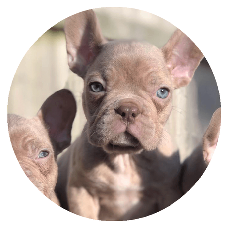 Bulldogs Lilac Isabela