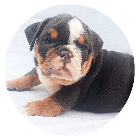Bulldogs Tri Black